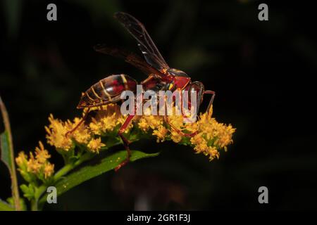 A Paper Wasp On A Yellow Flower Stock Photo