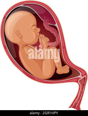 Baby inside woman womb Stock Vector