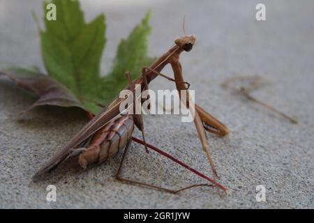 Brown Praying Mantis (Mantis religiosa) in Fall Garden with Leaves Stock Photo