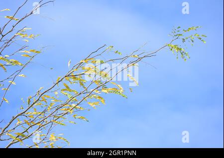 Branches of a black locust or false acacia tree (robinia pseudoacacia) with yellow autumn leaves waving in the wind against a blue sky, copy space, se Stock Photo