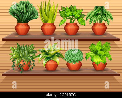 Set of plant on shelves Stock Vector