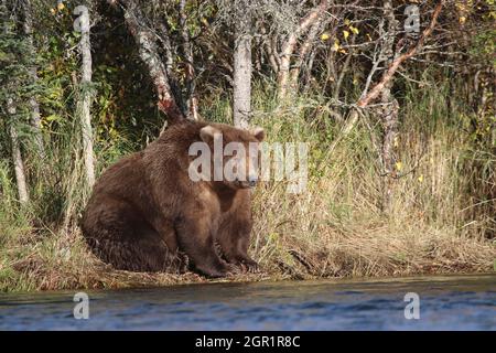An adult brown bear known as Bear 409, sits alongside the Brooks River in Katmai National Park and Preserve September 30, 2018 near King Salmon, Alaska. Stock Photo