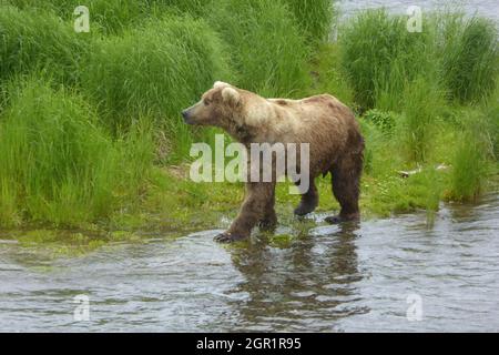 A yearling brown bear known as Bear 480 feeds on salmon in the lower Brooks River at the start of the feeding season in Katmai National Park and Preserve June 29, 2020 near King Salmon, Alaska. Stock Photo