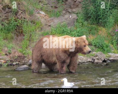 An adult brown bear known as Bear 89 looks for salmon on in the Brooks River at the start of the feeding season in Katmai National Park and Preserve June 29, 2020 near King Salmon, Alaska. Stock Photo