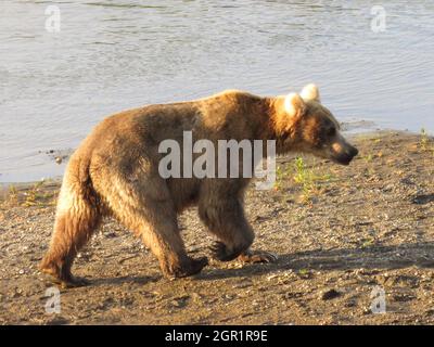 An adult brown bear known as Bear 435 looks for salmon on in the Brooks River at the start of the feeding season in Katmai National Park and Preserve June 24, 2020 near King Salmon, Alaska. Stock Photo