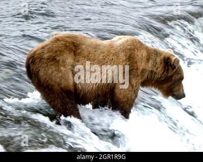 An adult brown bear known as Bear 402 looks for salmon on the lip of Brooks Falls at the start of the season in Katmai National Park and Preserve June 27, 2020 near King Salmon, Alaska. Stock Photo