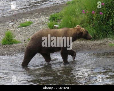 An adult brown bear known as Bear 854, searches for salmon in the Brooks River at Katmai National Park and Preserve July 31, 2019 near King Salmon, Alaska. Stock Photo