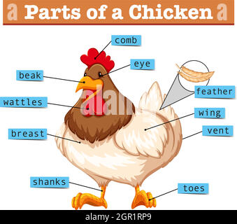 Diagram showing anatomy of chicken illustration Stock Vector Image ...