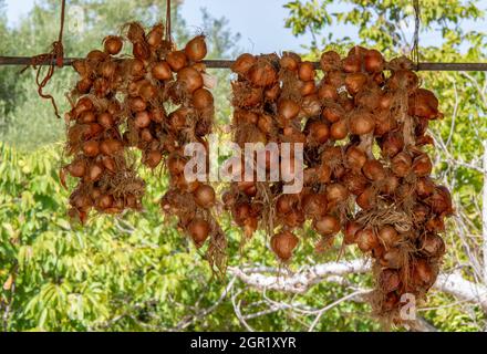 strings of freshly picked onions drying in the Mediterranean sunshine at a farm on zakynthos zante greece. Onions drying in the sun. newly harvested. Stock Photo