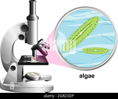 Microscope with anatomy structure of Algae on white background Stock Vector