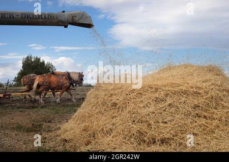 Barley straw blowing from a traditional threshing machine after mechanical separation from the grains on a prairie farm in Alberta; Belgian horse team Stock Photo