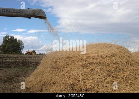 Barley straw blowing out from an antique McCormick - Deering threshing machine after being mechanically separated from the grains in autumn harvest Stock Photo