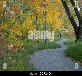 Man and woman walking along a path through an Aspen - Balsam Poplar forest in a city park, autumn season, Canada Stock Photo