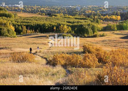 Man and woman walking along a trail through prairie grassland to a small forest in Nose Hill Natural Environment Park, autumn season Stock Photo