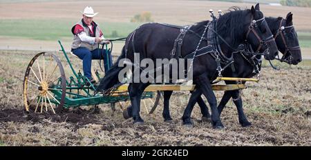 Farmer driving a team of two Percheron draft horses tilling a farm field after harvest in the traditional way with a horse drawn cultivator, Canada Stock Photo