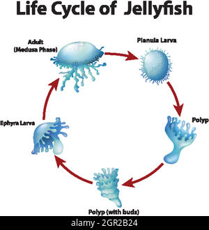 Diagram showing life cycle of jellyfish Stock Vector