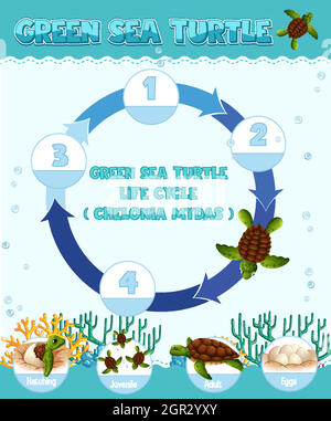 Diagram showing life cycle of Turtle Stock Vector