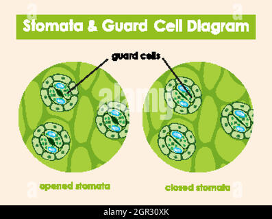 Diagram showing stomata and guard cell Stock Vector