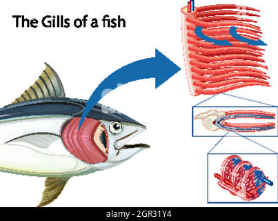Diagram showing the grills of a fish Stock Vector