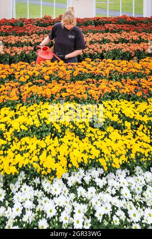 Kew Gardens, London, UK. 30th Sep, 2021. Kew Horticulturist Vicky puts the final touches on a display celebrating the Chrysanthemum, Japan's national flower. The display features six varieties of chrysanthemums with yellow, orange and white blooms to evoke the setting sun in autumn. Japan Festival at Kew is a new, immersive autumn festival celebrating the arts, plants and culture of Japan with large-scale installations and magnificent horticulture displays taking over the Temperate House for the month of October. Credit: Imageplotter/Alamy Live News Stock Photo