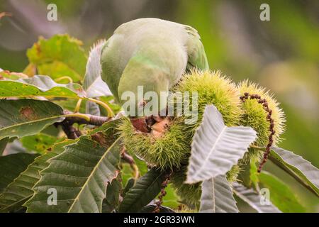 Richmond, London, UK. 30th Sep, 2021. A crafty ring necked parakeet manages to crack open a chestnut and nibbles on it in autumnal weather with gusty winds and cool temperatures across London. Credit: Imageplotter/Alamy Live News Stock Photo