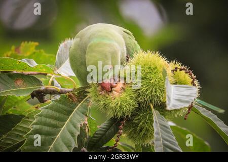 Richmond, London, UK. 30th Sep, 2021. A crafty ring necked parakeet manages to crack open a chestnut and nibbles on it in autumnal weather with gusty winds and cool temperatures across London. Credit: Imageplotter/Alamy Live News Stock Photo