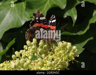 Red admiral on ivy blossoms Stock Photo
