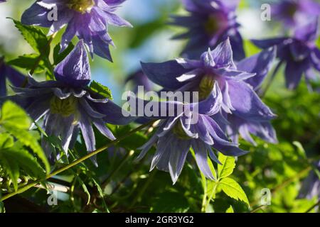 Blue double Atragene (clematis) variety Cecile blooms in the garden. Beautiful blue summer flowers in a vertical garden gardening. Stock Photo
