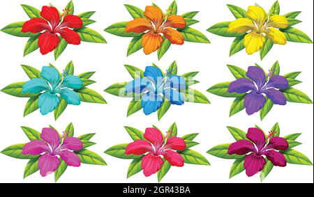 Colourful flowers Stock Vector