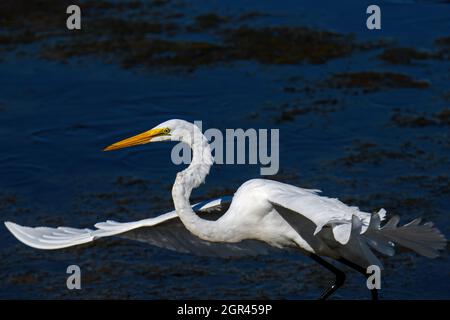 Great egret in marsh lands. Also known as the common egret, or great white egret or great white heron is a large, widely distributed egret. Stock Photo