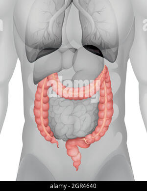 Large intestine in human body Stock Vector