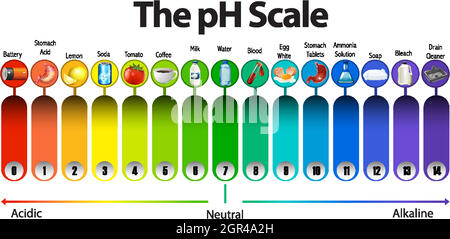 The pH scale on white background Stock Vector