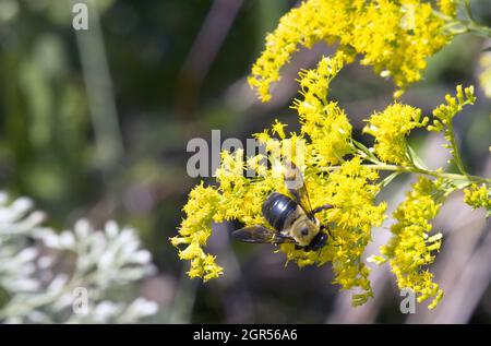 Macro male Eastern Carpenter bumblebee on yellow goldenrod flower Stock Photo