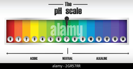 The ph scale diagram Stock Vector