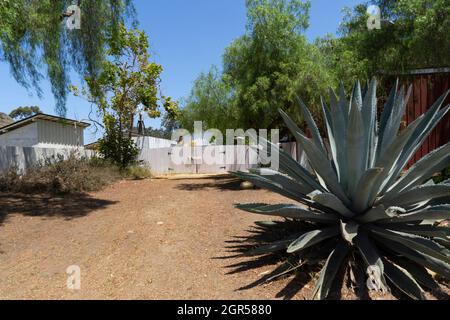 Agave americana, a big plant popular in Mexico and United States. American aloe on a backyard with white fence Stock Photo