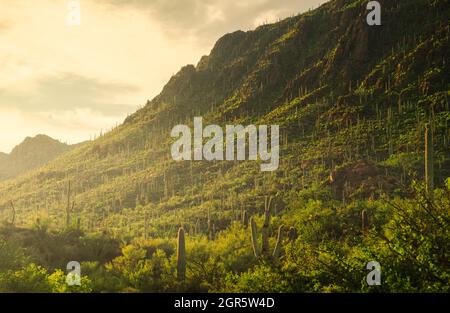 Hundreds of Saguaros in vibrant green color after monsoon rain atmospheric conditions Stock Photo