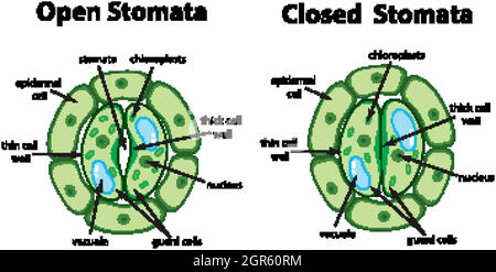 Diagram showing open and closed stomata on the chart illustration Stock ...