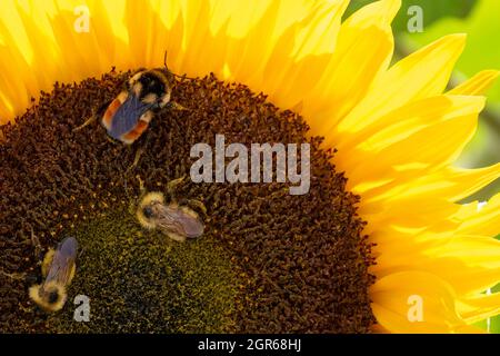 a honey bee perched on a sunflower,bokeh effects Stock Photo - Alamy