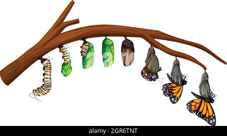 A Set of Butterfly Life Cycle Stock Vector