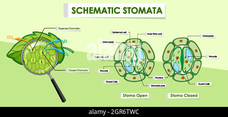 Diagram showing details of plant cell Stock Vector