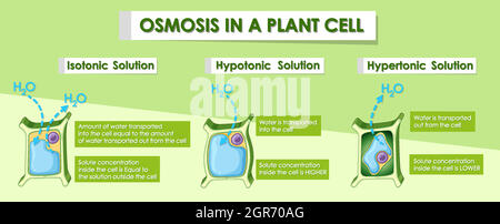 Diagram showing osmosis in plant cell Stock Vector