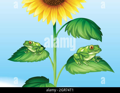 Two green frogs on sunflower tree Stock Vector