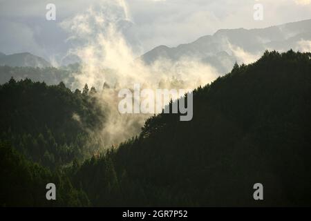 The pine forest and fog in the valley in the morning, the sunlight makes the image warm, the golden light makes it fresh and bright. The image looks d Stock Photo
