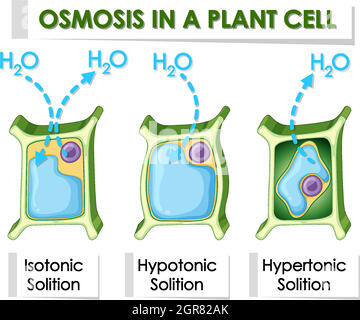 Diagram showing osmosis in plant cell Stock Vector