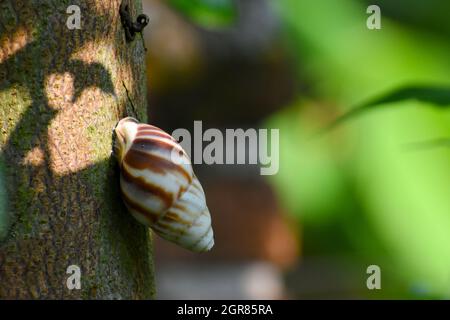 White brown african snail clinging on tree Stock Photo