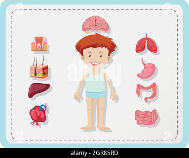 Boy and different parts of body Stock Vector