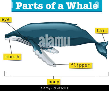 Diagram showing parts of whale Stock Vector