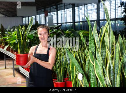 Florist demonstrating sansevieria laurenti plants Stock Photo