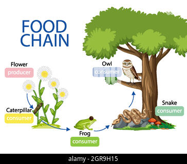 Food chain diagram concept Stock Vector Image & Art - Alamy