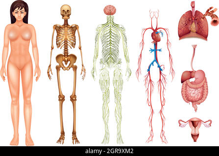 Human body systems Stock Vector